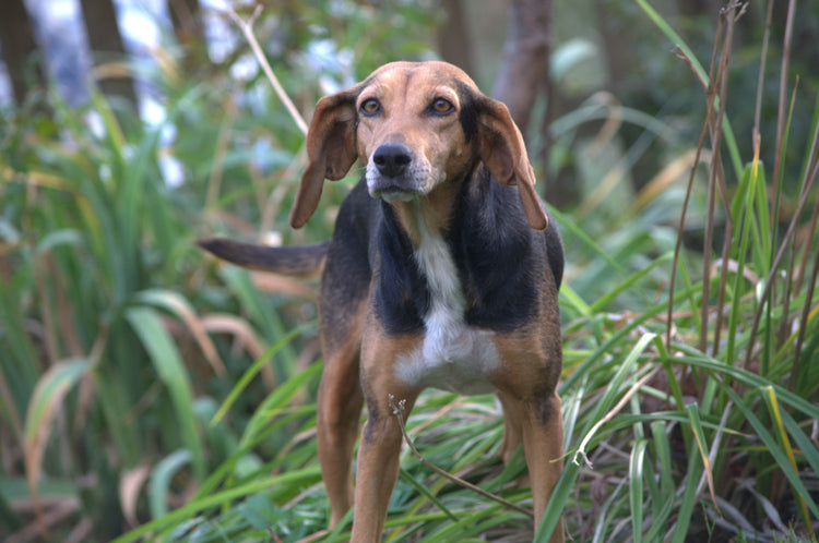Tierbedarf & Tierfutter während Aktionen