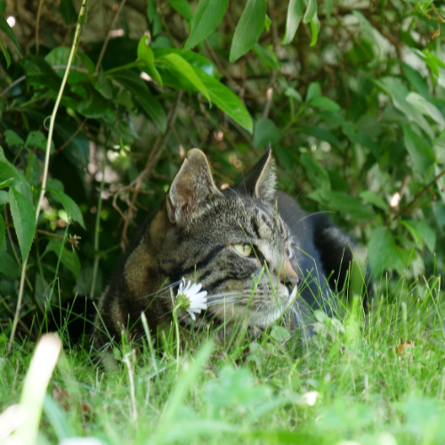 Katzenzubehör, Katzenartikel und Katzenbedarf