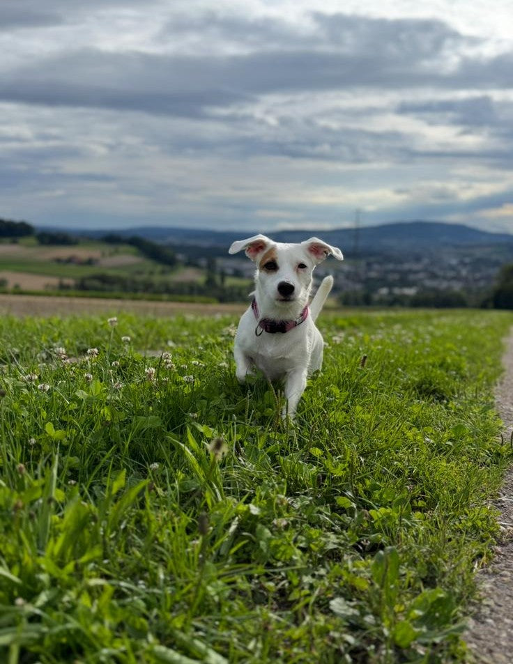 Hundbedarf mit ausgewählten Hundeartikeln von Hundeshop Anam Cara