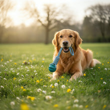 Hundespielzeug "Wurfspielzeug"
