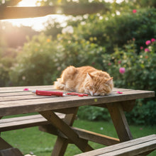 Zeckenentferner Katzen